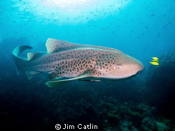 A free swimming leopard shark taken at Phuket Shark Point... by Jim Catlin 